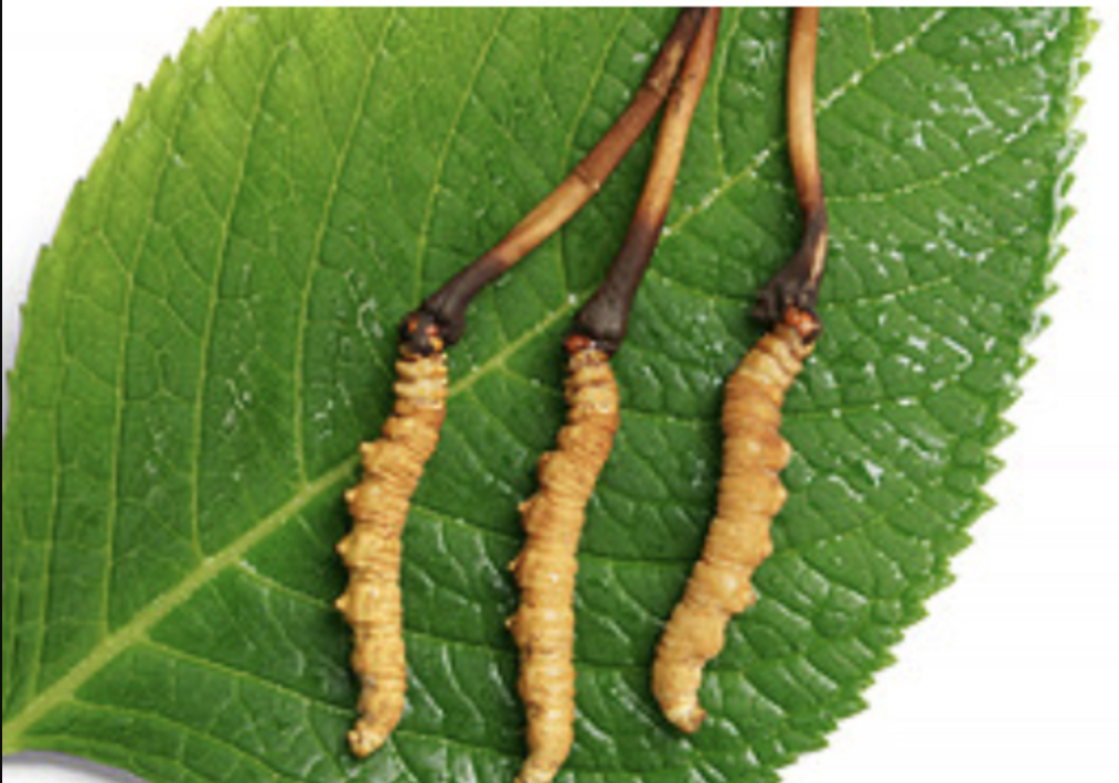 Cordyceps
